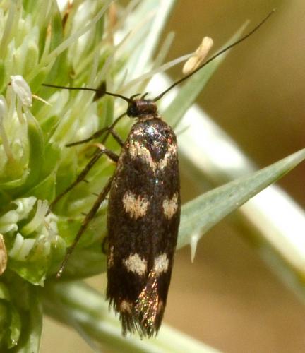 Réf. 210 469 : Scythris scopolella